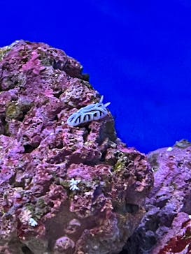 沖縄美ら海水族館に投稿された画像（2024/6/6）