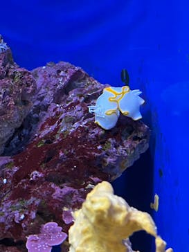 沖縄美ら海水族館に投稿された画像（2024/6/6）