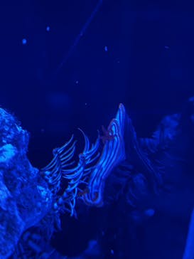 沖縄美ら海水族館に投稿された画像（2024/6/6）