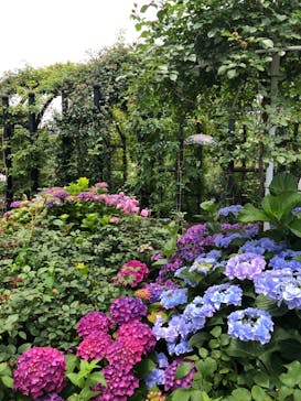 横浜イングリッシュガーデンに投稿された画像（2024/6/6）