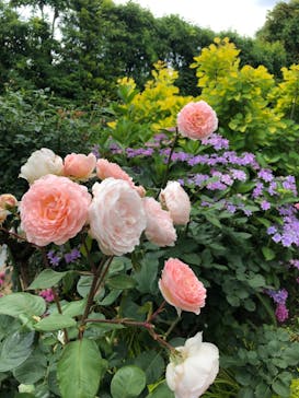 横浜イングリッシュガーデンに投稿された画像（2024/6/6）