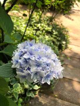 横浜イングリッシュガーデンに投稿された画像（2024/6/6）