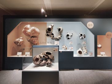 特別展「大哺乳類展３－わけてつなげて大行進」に投稿された画像（2024/6/6）