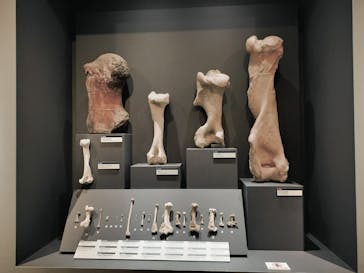 特別展「大哺乳類展３－わけてつなげて大行進」に投稿された画像（2024/6/6）