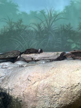 世界淡水魚園水族館　アクア・トトぎふに投稿された画像（2024/6/6）