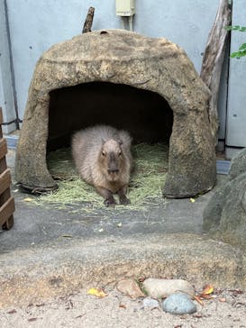世界淡水魚園水族館　アクア・トトぎふに投稿された画像（2024/6/6）