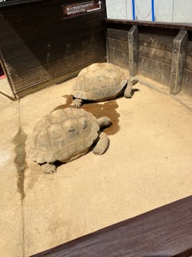 世界淡水魚園水族館　アクア・トトぎふに投稿された画像（2024/6/6）