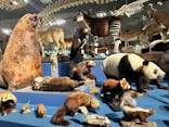 特別展「大哺乳類展３－わけてつなげて大行進」に投稿された画像（2024/6/6）