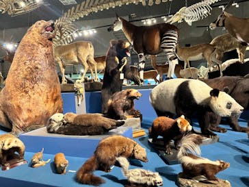 特別展「大哺乳類展３－わけてつなげて大行進」に投稿された画像（2024/6/6）