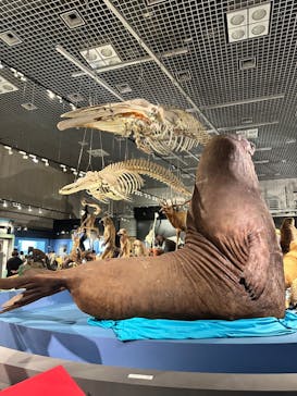 特別展「大哺乳類展３－わけてつなげて大行進」に投稿された画像（2024/6/6）
