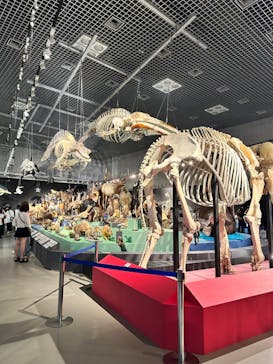 特別展「大哺乳類展３－わけてつなげて大行進」に投稿された画像（2024/6/6）