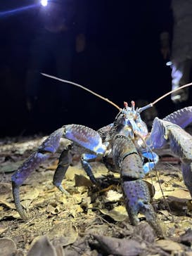 石垣島 ADVENTURE PiPi（イシガキジマアドベンチャーピピ）に投稿された画像（2024/6/6）