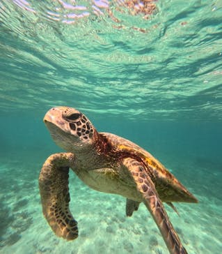 nico 宮古島に投稿された画像（2024/6/5）