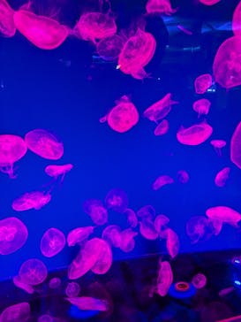 名古屋港水族館に投稿された画像（2024/6/6）