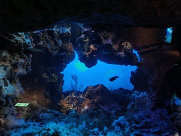 鴨川シーワールドに投稿された画像（2024/6/6）