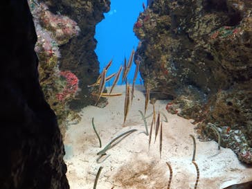 鴨川シーワールドに投稿された画像（2024/6/6）