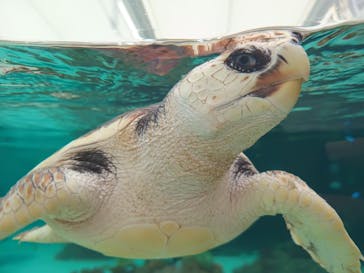 鴨川シーワールドに投稿された画像（2024/6/6）