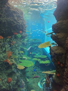 鴨川シーワールドに投稿された画像（2024/6/6）