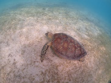 初心者専門宮古島シュノーケリングツアーに投稿された画像（2024/6/7）