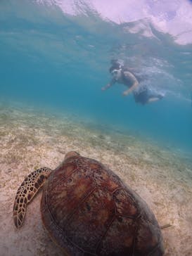 初心者専門宮古島シュノーケリングツアーに投稿された画像（2024/6/7）