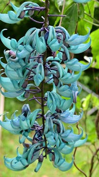 美らヤシパークオキナワ・東南植物楽園に投稿された画像（2024/6/7）