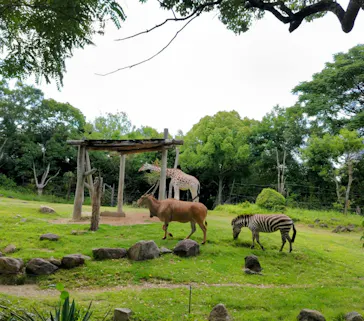 天王寺動物園に投稿された画像（2024/6/7）
