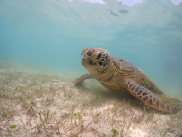 初心者専門宮古島シュノーケリングツアーに投稿された画像（2024/6/7）