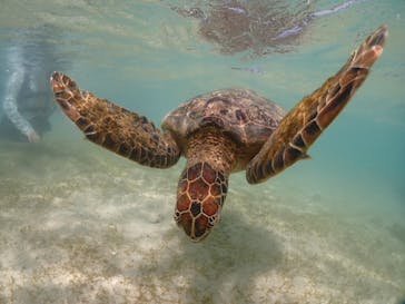 初心者専門宮古島シュノーケリングツアーに投稿された画像（2024/6/7）