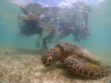 初心者専門宮古島シュノーケリングツアーに投稿された画像（2024/6/7）