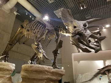 国立科学博物館に投稿された画像（2024/6/7）