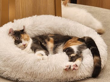 猫カフェモカ　イオンモール水戸内原店に投稿された画像（2024/6/7）