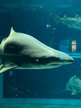 アクアワールド茨城県大洗水族館に投稿された画像（2024/6/7）