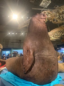 特別展「大哺乳類展３－わけてつなげて大行進」に投稿された画像（2024/6/7）