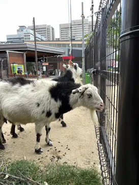 天王寺動物園に投稿された画像（2024/6/7）