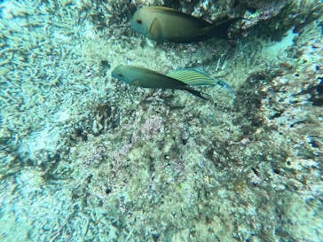 石垣島 ADVENTURE PiPi（イシガキジマアドベンチャーピピ）に投稿された画像（2024/6/7）