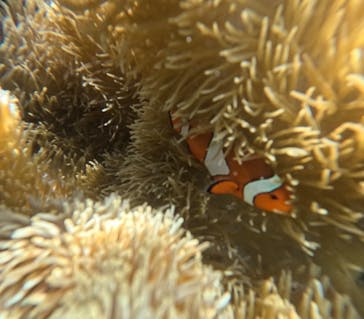 宮古島 ADVENTURE PiPi（ミヤコジマ アドベンチャー ピピ）に投稿された画像（2024/6/7）