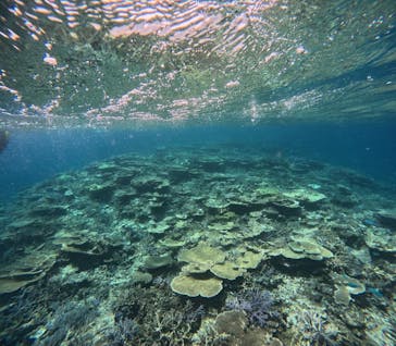 ダイビングサービス碧海に投稿された画像（2024/6/7）