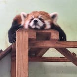 千葉市動物公園に投稿された画像（2024/6/8）