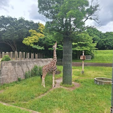 千葉市動物公園に投稿された画像（2024/6/7）
