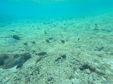 石垣島 ADVENTURE PiPi（イシガキジマアドベンチャーピピ）に投稿された画像（2024/6/8）