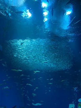アクアワールド茨城県大洗水族館に投稿された画像（2024/6/8）