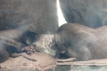 環境水族館アクアマリンふくしまに投稿された画像（2024/6/8）