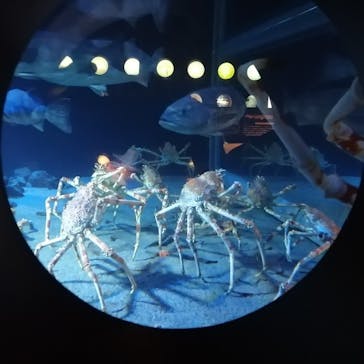 環境水族館アクアマリンふくしまに投稿された画像（2024/6/8）