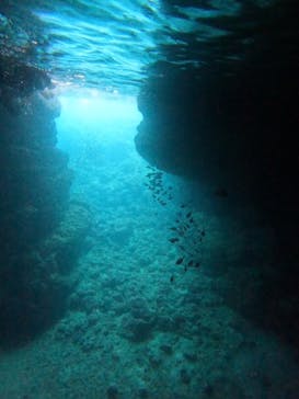 沖縄マリンサービス碧に投稿された画像（2024/6/8）