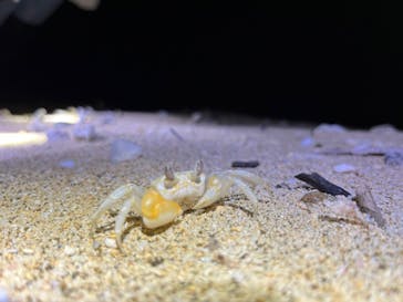 石垣島 ADVENTURE PiPi（イシガキジマアドベンチャーピピ）に投稿された画像（2024/6/8）