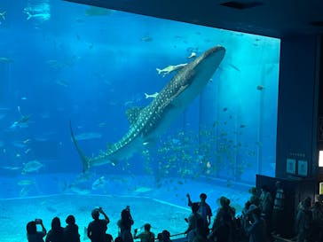 沖縄美ら海水族館に投稿された画像（2024/6/8）