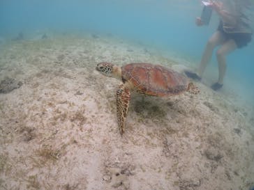 宮古島マリンショップSmileyに投稿された画像（2024/6/8）