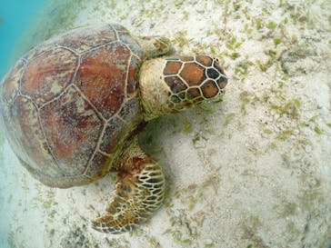 宮古島マリンショップSmileyに投稿された画像（2024/6/8）