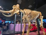 特別展「大哺乳類展３－わけてつなげて大行進」に投稿された画像（2024/6/8）