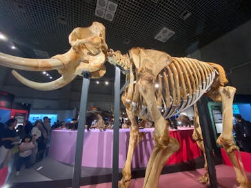 特別展「大哺乳類展３－わけてつなげて大行進」に投稿された画像（2024/6/8）